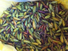 白芨外用-叶氏药材合作社-宜宾白芨