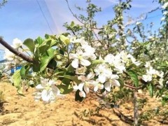 延川：防御冻害有“一套” 果农歉收有保证