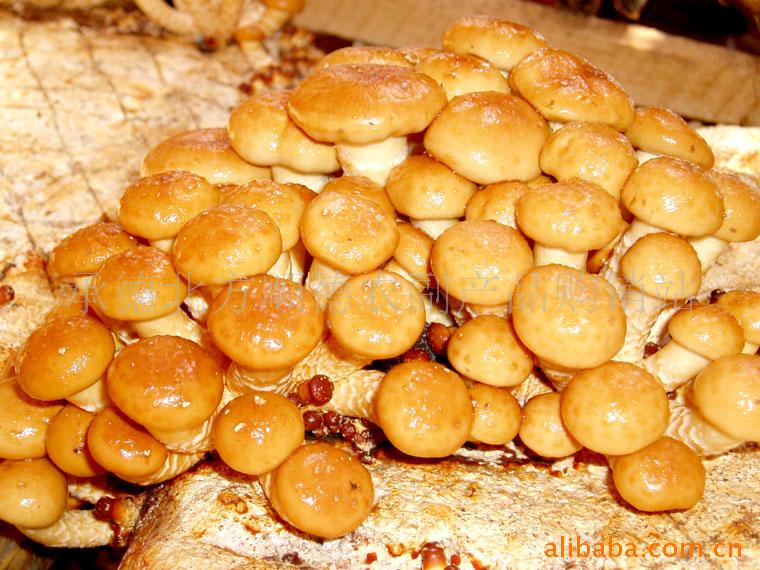 供应鲜品滑子菇