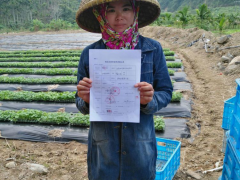 市热科院为偏远山区农户送去优质青瓜嫁接苗，助农增收