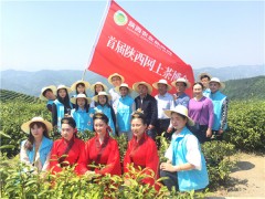 平利：女娲茶亮相“首届陕西网上茶博会”