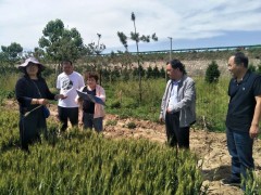 西安：晋中市种子管理站到高陵区反省小麦新品种示范田后期管理义务