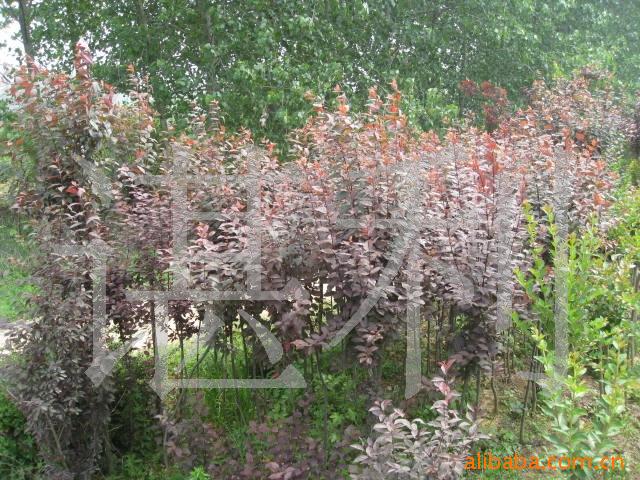 溢芳花卉出售花卉苗木ぐ绿化苗木，紫叶李