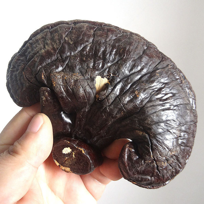 有机灵芝价格吉林长白山灵芝产地灵芝作用与与作用