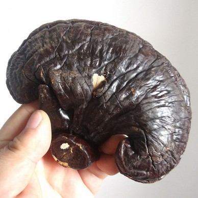 有机灵芝价格吉林长白山灵芝产地灵芝作用与与作用