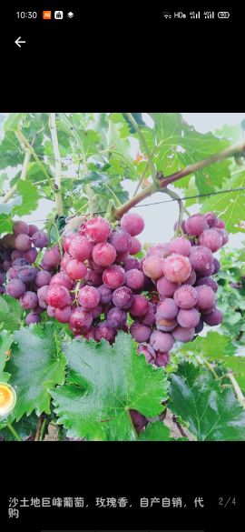 [供]巨峰葡萄即将上市，给钱就卖