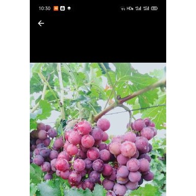 [供]巨峰葡萄即将上市，给钱就卖