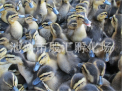 铜陵鸭苗
