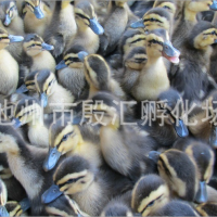 铜陵鸭苗