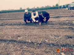 农技人员调查小麦生长状况