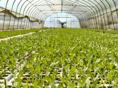 织金县马场镇：千亩大棚“平地”起，蔬菜种植“金满仓”