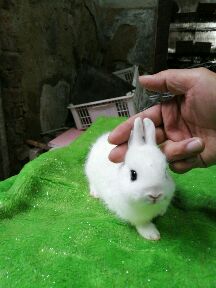 [供]超萌猫猫兔，垂耳兔，侏儒兔种兔和幼兔，低价出售