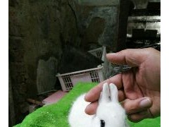 [供]超萌猫猫兔，垂耳兔，侏儒兔种兔和幼兔，低价出售