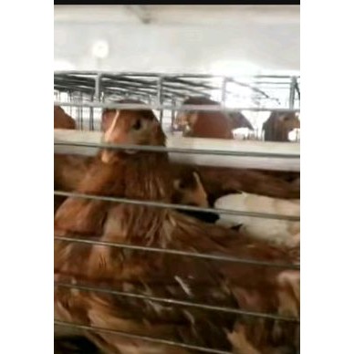 [供]高产多蛋母青年鸡，主营海蓝褐海兰灰罗曼灰京粉系列