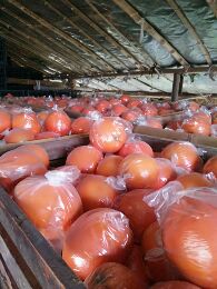 [供]优质纽荷尔脐橙大量有货