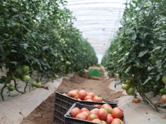 鹤壁市果菜展开中心多措并举一手抓内部防控，一手保果菜供给-宝鸡鹤壁市农业农村局