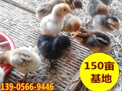 原生态散养土鸡鸡苗