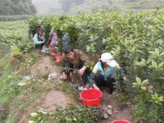 六安桂花苗--桂花苗种植的环境要求？