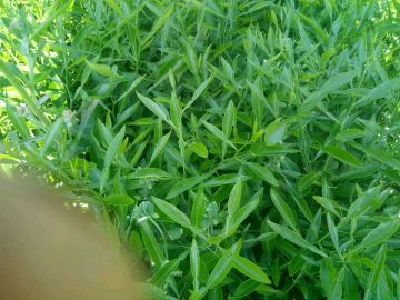 [供]全年供应柑桔类所有的苗子，香橙苗，红桔苗和嫁接枝条