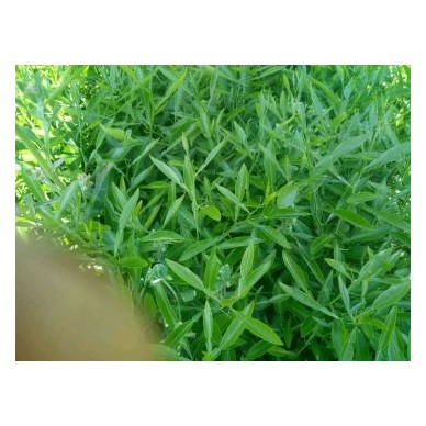 [供]全年供应柑桔类所有的苗子，香橙苗，红桔苗和嫁接枝条