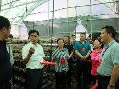 汉中：佛坪县政协委员献言献策  助推食用菌产业展开