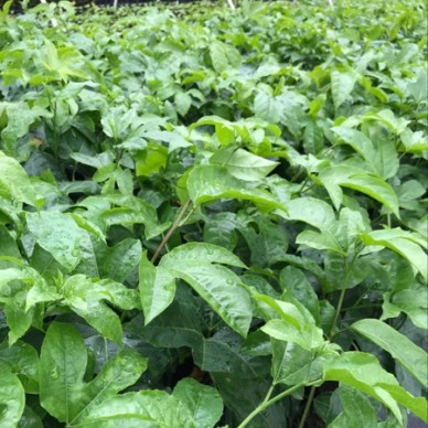 [供]台农嫁接苗