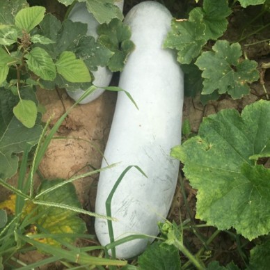 [供]大量出售白皮大冬瓜详细请咨询15832478489