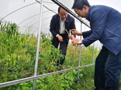 省蔬菜办主任袁尚勇一行调研利川市产业扶贫任务