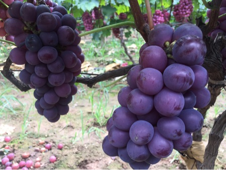 [供]各种葡萄，欢迎收购