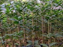 桂花买几年苗种植比较好？