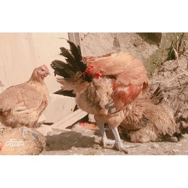 [供]农村土鸡，无饲料，山林放养，肉味鲜美