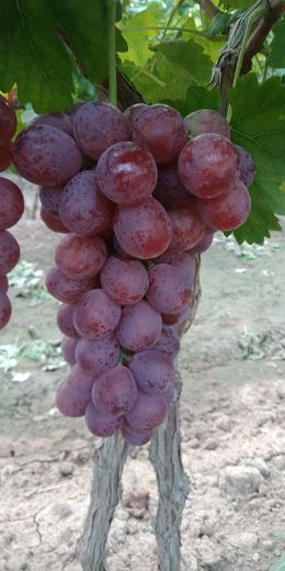 [供]供应葡萄,果型好，口感鲜美。