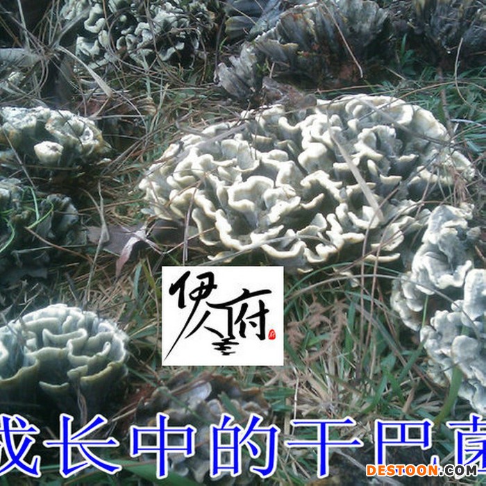 伊人府野生食用菌干品野生菌干巴菌绣球菌野生菌新鲜干货