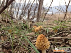 四川  山客优品   野生羊肚菌 食用菌 干品