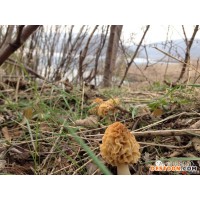 四川  山客优品   野生羊肚菌 食用菌 干品
