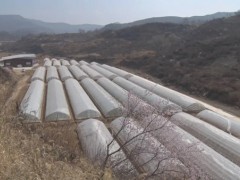 耀州：大力展开大棚蔬菜 助力贫穷户增收致富