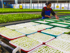 永清：特征农业助农增收