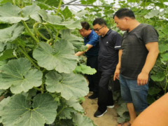 西安：农业农村部对我晋中市展开第三季度种植业产品例行监测义务