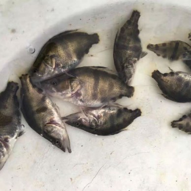 衢县罗非鱼苗厂家