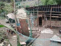 宝兴县农业乡村局积极展开灾后畜禽养殖污染大排查