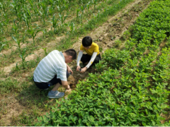 市农业农村综合服务中心技术人员到东江流域开展土壤墒情监测