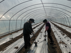 勉县：“水肥一体”进大棚  省时省工效益高