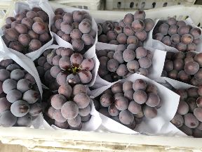 [供]供应乒乓球葡萄，产地直供。