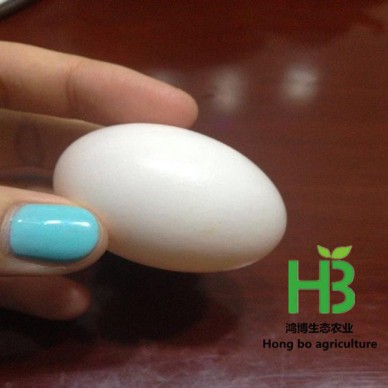 新鲜鸽子蛋销售价格 出售新鲜的鸽子蛋 大连鸽子蛋销售