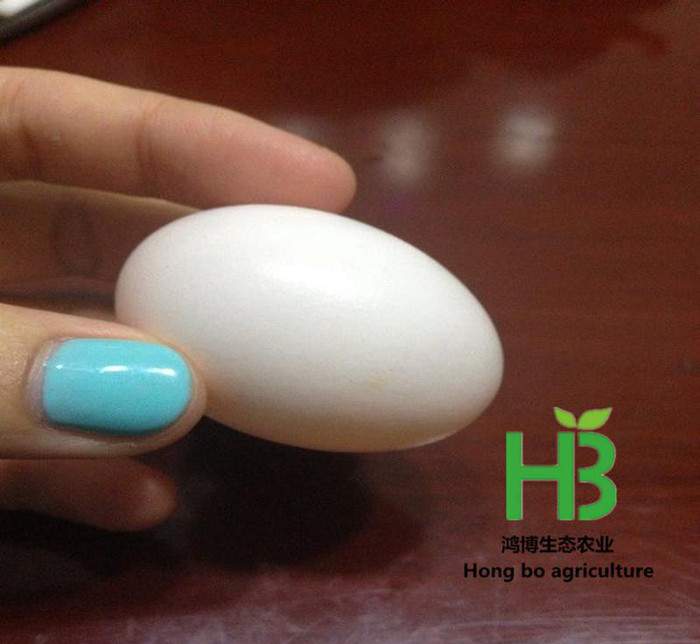 新鲜鸽子蛋销售价格 出售新鲜的鸽子蛋 大连鸽子蛋销售