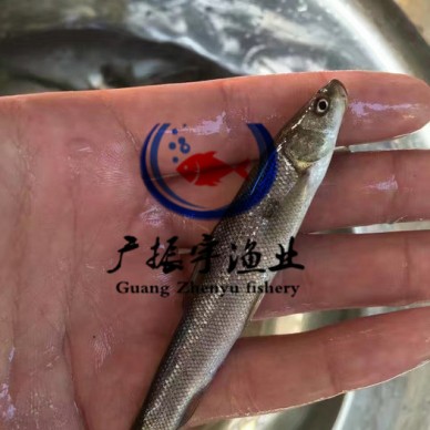 广振宇经营出售鲶鱼鱼苗土塘虱价格