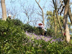 新茶开采-南通泰州市人民政府