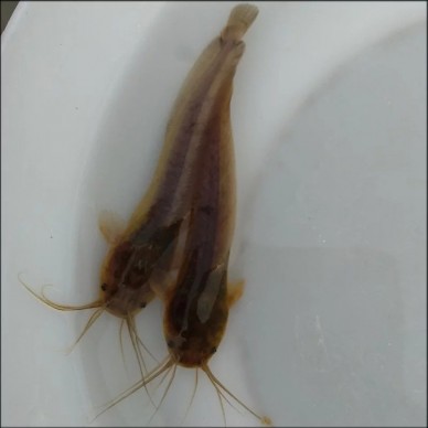 广振宇 运输包活，求购大口鲶胡子鲶鱼苗南方鲶鱼苗，价格便宜批发价 欢迎来电咨询!