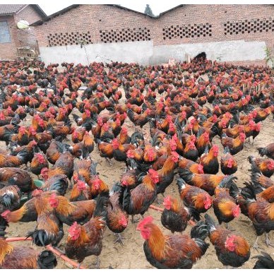 [供]瑶鸡出售，玉米放养