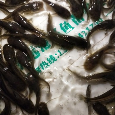 武陵区南方大口鲶鱼苗｜优质加州鲈鱼苗 鲶鱼苗出售